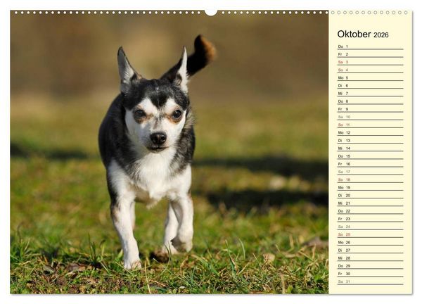 Produktbild: Chihuahua - Kleine Hunde ganz gro&szlig; (hochwertiger Premium Wandkalender 2026 DIN A2 quer), Kunstdruck in Hochglanz