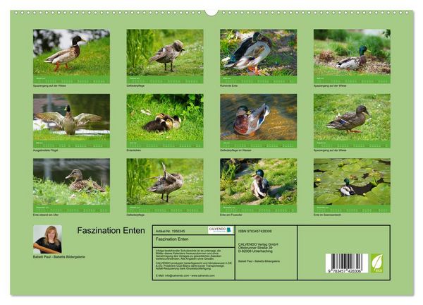 Produktbild: Faszination Enten (hochwertiger Premium Wandkalender 2026 DIN A2 quer), Kunstdruck in Hochglanz