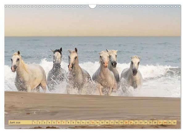 Produktbild: Die wilden Pferde der Camargue (Wandkalender 2026 DIN A3 quer), CALVENDO Monatskalender