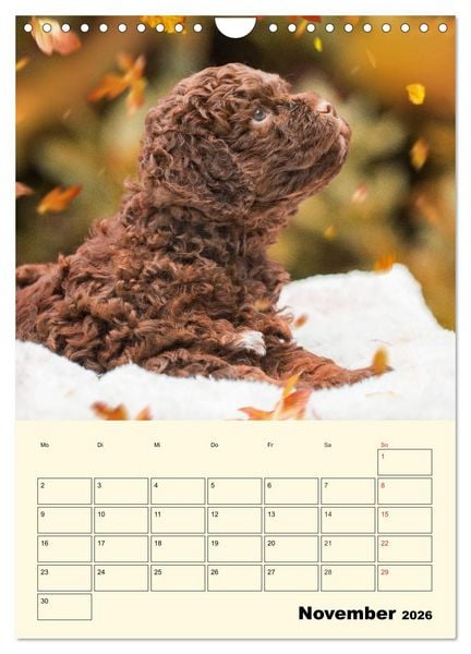 Produktbild: Jahresplaner Lagotto Romagnolo Welpen (Wandkalender 2026 DIN A4 hoch), CALVENDO Monatskalender