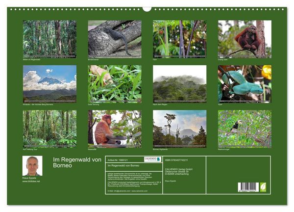 Produktbild: Im Regenwald von Borneo (Wandkalender 2026 DIN A2 quer), CALVENDO Monatskalender