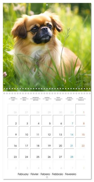 Produktbild: Portraits de petits chiens (Calendrier mural carr&eacute; 2026 30x30 cm) Calendrier double avec une page pour vos prises de notes