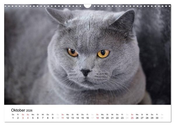 Produktbild: Briten B&auml;rchen &ndash; Britsch Kurzhaar 2026 (Wandkalender 2026 DIN A3 quer), CALVENDO Monatskalender
