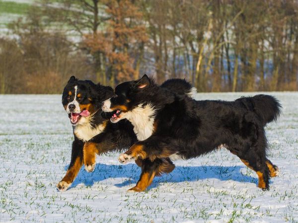 Produktbild: CALVENDO Puzzle Winterfreuden mit Berner Sennenhunden | 1000 Teile Lege-Gr&ouml;&szlig;e 64x48cm Foto-Puzzle f&uuml;r gl&uuml;ckliche Stunden