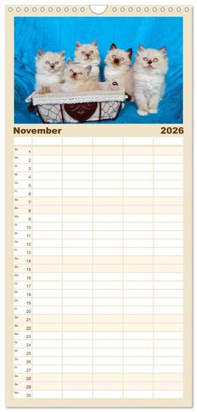 Produktbild: Familienplaner 2026 - Katzenparade mit 5 Spalten (Wandkalender, 21 x 45 cm) CALVENDO