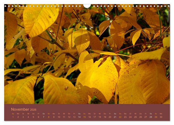 Produktbild: Gartenfl&uuml;stern (Wandkalender 2026 DIN A3 quer), CALVENDO Monatskalender