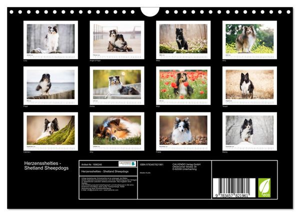 Produktbild: Herzensshelties - Shetland Sheepdogs (Wandkalender 2026 DIN A4 quer), CALVENDO Monatskalender