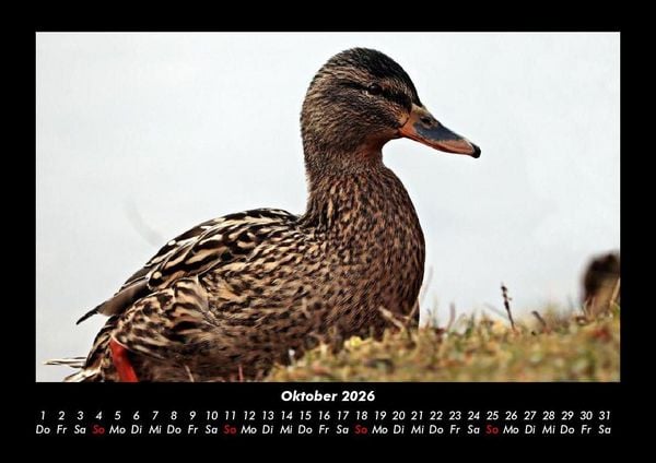Produktbild: Enten 2026 Fotokalender DIN A3