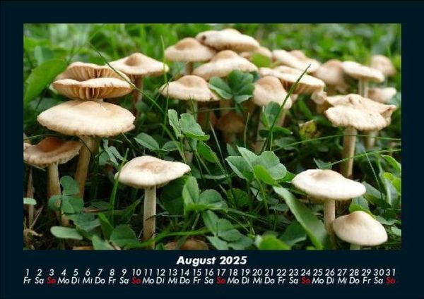 Produktbild: Pilzkalender 2025 Fotokalender DIN A5