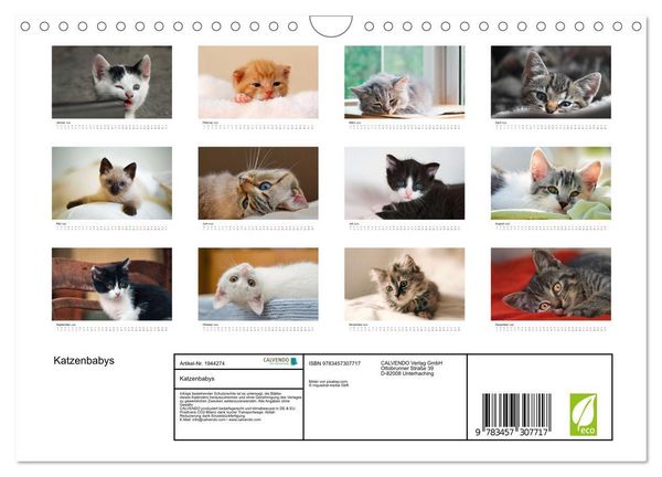 Produktbild: Katzenbabys (Wandkalender 2026 DIN A4 quer), CALVENDO Monatskalender