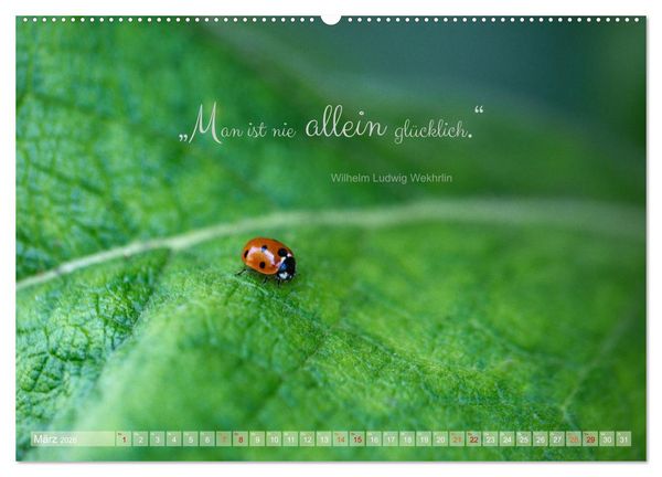 Produktbild: Marienk&auml;fer & Zitate - Sieben Punkte zum Gl&uuml;ck (Wandkalender 2026 DIN A2 quer), CALVENDO Monatskalender