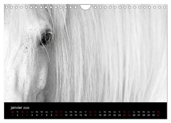 Produktbild: Les chevaux du Maroc (Calendrier mural 2026 DIN A4 vertical), CALVENDO calendrier mensuel