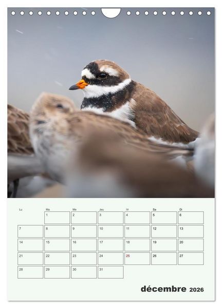 Produktbild: Le monde intime des oiseaux (Calendrier mural 2026 DIN A4 horizontal), CALVENDO calendrier mensuel