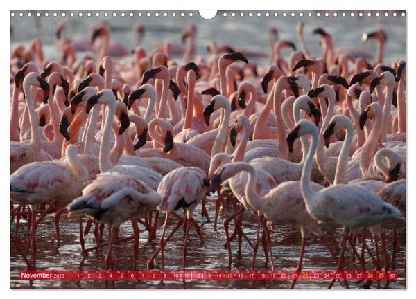Produktbild: Flamingos am Lake Bogoria - Kenia (Wandkalender 2026 DIN A3 quer), CALVENDO Monatskalender
