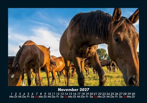 Produktbild: Pferde Kalender 2027 Fotokalender DIN A5