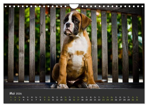 Produktbild: Wenn ich gro&szlig; bin werd' ich Boxer (Wandkalender 2026 DIN A4 quer), CALVENDO Monatskalender