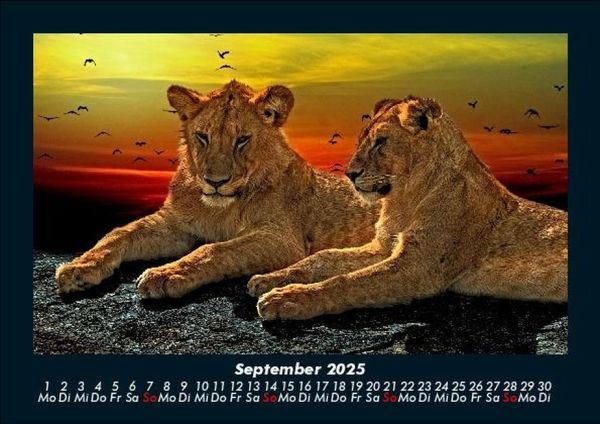 Produktbild: L&ouml;wen in der Wildnis 2025 Fotokalender DIN A5
