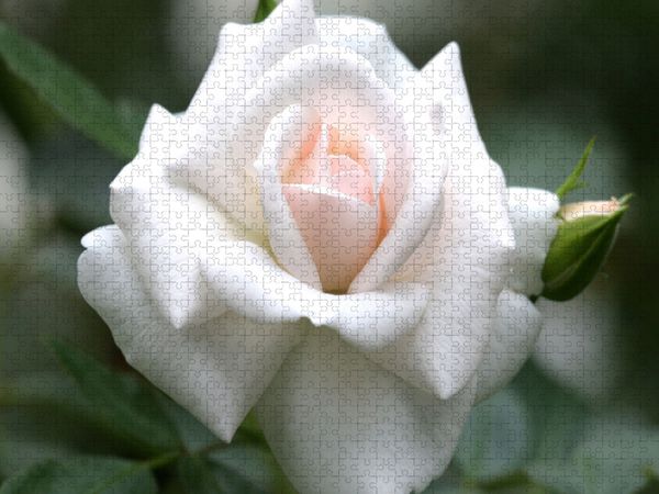 Produktbild: CALVENDO Puzzle Rose 'Gru&szlig; an Aachen' | 2000 Teile Lege-Gr&ouml;&szlig;e 90x67cm Foto-Puzzle f&uuml;r gl&uuml;ckliche Stunden