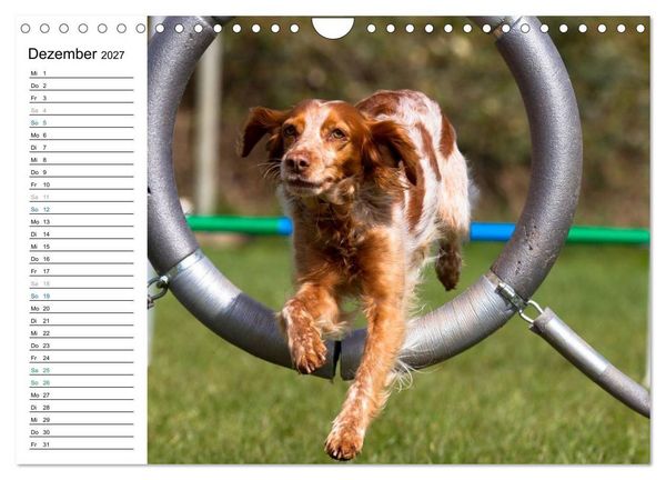 Produktbild: Agility - Sport und Spass (Wandkalender 2027 DIN A4 quer), CALVENDO Monatskalender