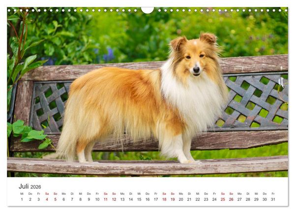 Produktbild: Shelties - Die zuckers&uuml;&szlig;en Vierbeiner. (Wandkalender 2026 DIN A3 quer), CALVENDO Monatskalender