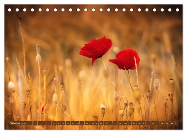 Produktbild: Mohnblumen - Fotografie mit Magie (Tischkalender 2026 DIN A5 quer), CALVENDO Monatskalender