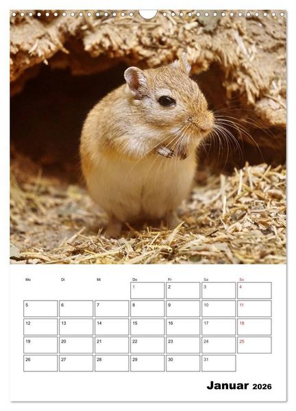 Produktbild: Lustige Rennm&auml;use (Wandkalender 2026 DIN A3 hoch), CALVENDO Monatskalender