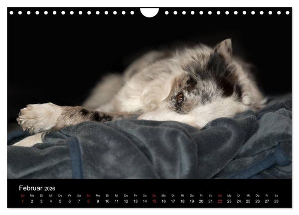 Produktbild: Border Collies (Wandkalender 2026 DIN A4 quer), CALVENDO Monatskalender