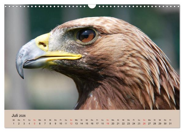 Produktbild: Der Steinadler. Majest&auml;tischer Greifvogel (Wandkalender 2026 DIN A3 quer), CALVENDO Monatskalender