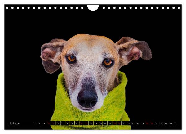 Produktbild: Windhunde - eine Leidenschaft (Wandkalender 2026 DIN A4 quer), CALVENDO Monatskalender