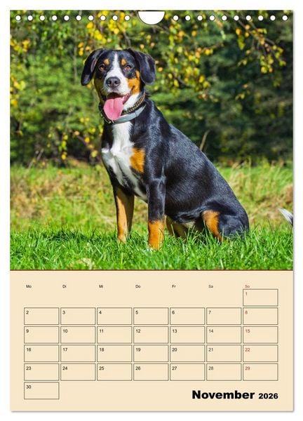 Produktbild: Jahresplaner Entlebucher Sennenhund (Wandkalender 2026 DIN A4 hoch), CALVENDO Monatskalender