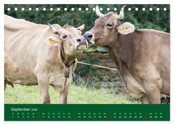 Produktbild: Allg&auml;u - Landliches Leben (Tischkalender 2026 DIN A5 quer), CALVENDO Monatskalender