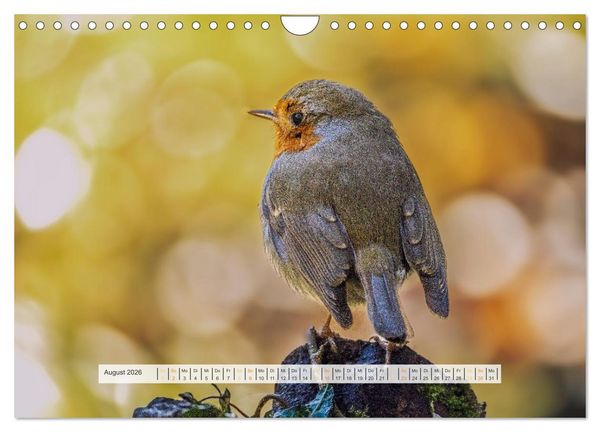 Produktbild: Rotkehlchen, die niedlichen Federkugeln (Wandkalender 2026 DIN A4 quer), CALVENDO Monatskalender