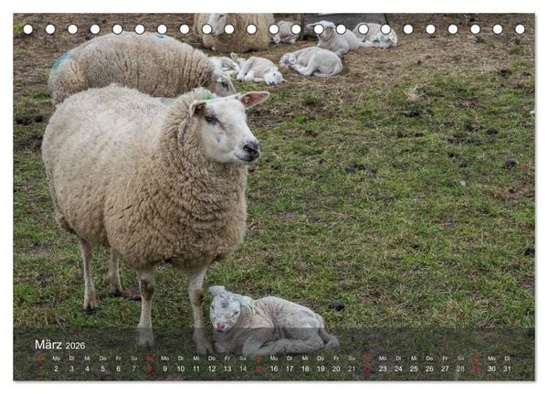 Produktbild: Texel - Meine Insel (Tischkalender 2026 DIN A5 quer), CALVENDO Monatskalender