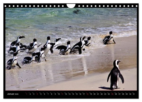 Produktbild: S&Uuml;DAFRIKA Augenblicke (Wandkalender 2026 DIN A4 quer), CALVENDO Monatskalender