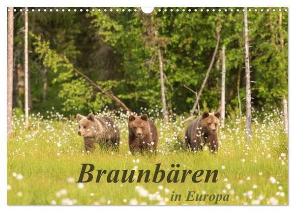 Produktbild: Braunb&auml;ren in Europa (Wandkalender 2026 DIN A3 quer), CALVENDO Monatskalender