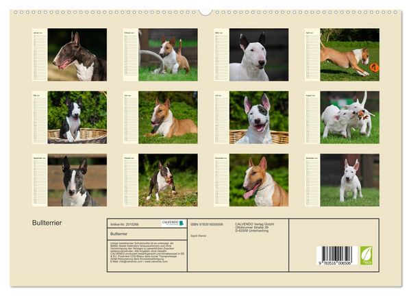 Produktbild: Bullterrier (hochwertiger Premium Wandkalender 2026 DIN A2 quer), Kunstdruck in Hochglanz