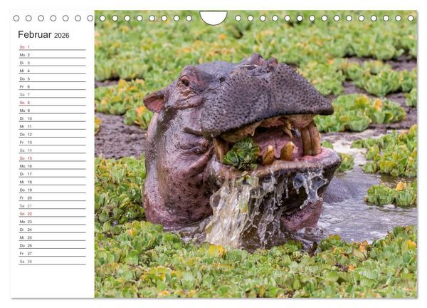 Produktbild: Emotionale Momente: Nilpferde hautnah (Wandkalender 2026 DIN A4 quer), CALVENDO Monatskalender