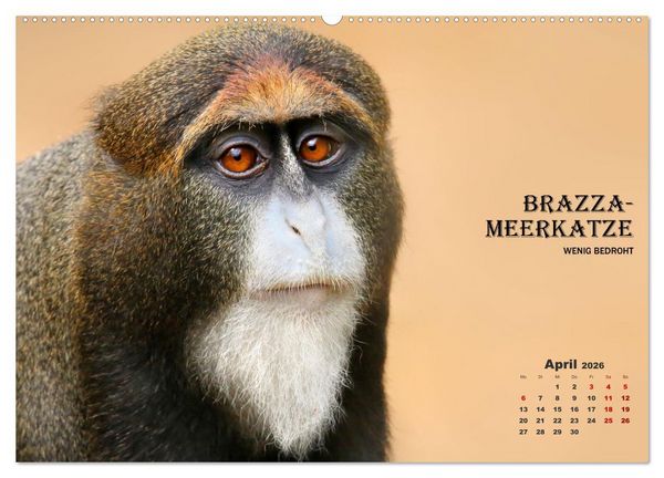 Produktbild: AFFENPORTR&Auml;TS (hochwertiger Premium Wandkalender 2026 DIN A2 quer), Kunstdruck in Hochglanz