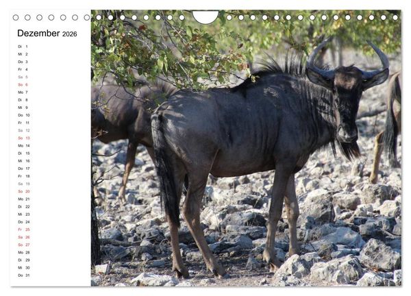 Produktbild: Namibia - Tierische Vielfalt (Planer) (Wandkalender 2026 DIN A4 quer), CALVENDO Monatskalender
