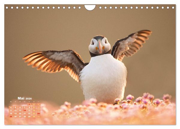 Produktbild: Naturschauspiele in Schottland (Wandkalender 2026 DIN A4 quer), CALVENDO Monatskalender