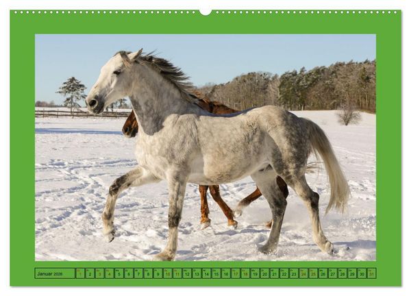Produktbild: Pferde, das gr&ouml;&szlig;te Gl&uuml;ck auf dieser Erde (hochwertiger Premium Wandkalender 2026 DIN A2 quer), Kunstdruck in Hochglanz