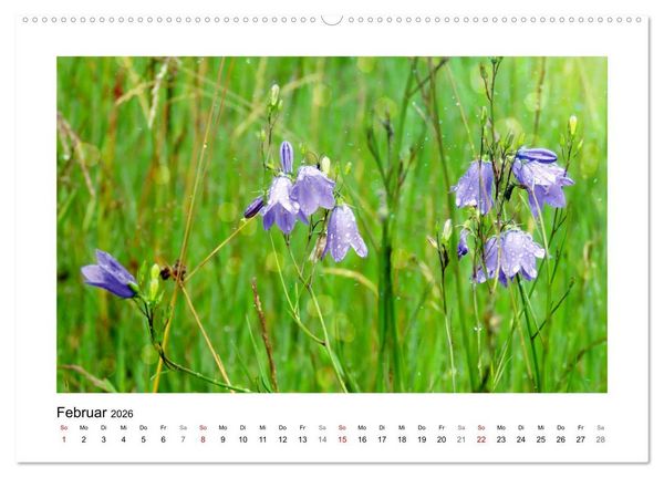 Produktbild: Mein Sehnsuchtsort, die Blumenwiese (Wandkalender 2026 DIN A2 quer), CALVENDO Monatskalender