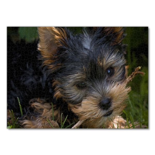 Produktbild: Lais Puzzle Yorkshire Terrier 1000 Teile