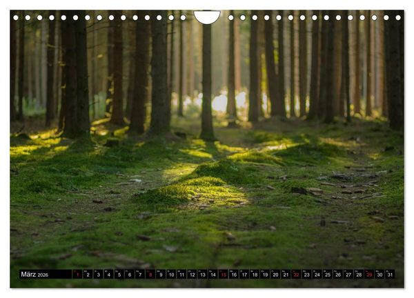 Produktbild: Zauberwelt Wald (Wandkalender 2026 DIN A4 quer), CALVENDO Monatskalender