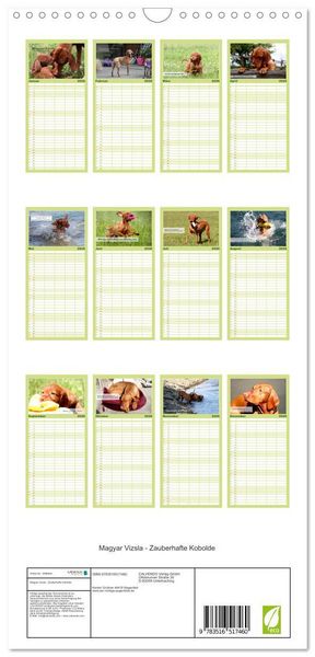 Produktbild: Familienplaner 2026 - Magyar Vizsla - Zauberhafte Kobolde mit 5 Spalten (Wandkalender, 21 x 45 cm) CALVENDO