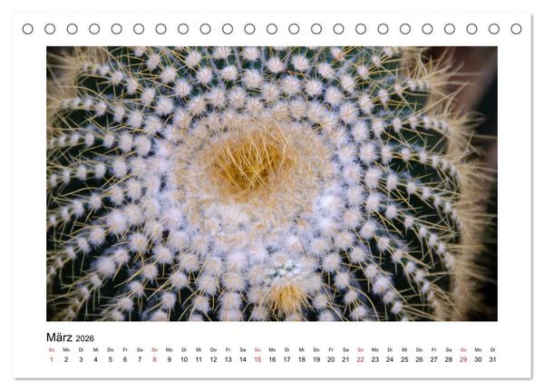 Produktbild: Kakteen und Sukkulenten (Tischkalender 2026 DIN A5 quer), CALVENDO Monatskalender