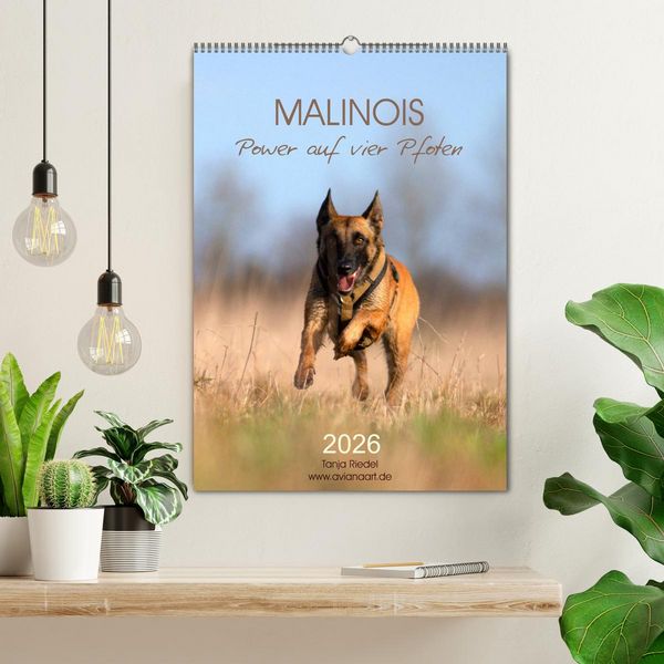 Produktbild: Malinois Power auf vier Pfoten (Wandkalender 2026 DIN A2 hoch), CALVENDO Monatskalender