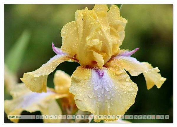 Produktbild: DES FLEURS ENCHANTERESSES (Calendrier mural 2026 DIN A2 vertical), CALVENDO calendrier mensuel
