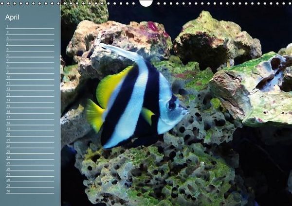 Produktbild: Bunte Riffbewohner - Fische, Anemonen und noch viel mehr (Wandkalender immerw&auml;hrend DIN A3 quer)