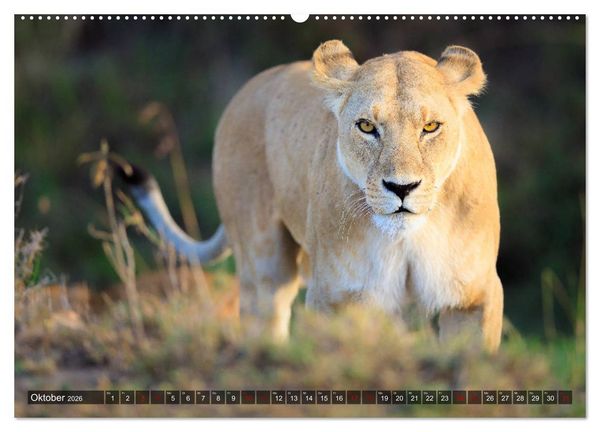 Produktbild: Auf Safari in Kenia 2026 (hochwertiger Premium Wandkalender 2026 DIN A2 quer), Kunstdruck in Hochglanz